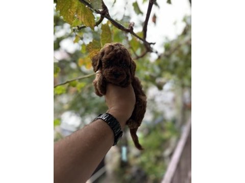 Sağlık ve ırk garantili toy poodle yavrularımız