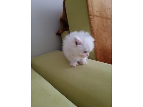 2 aylık blue point british longhair kedilerimiz