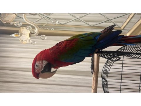 Ara macaw papağanı