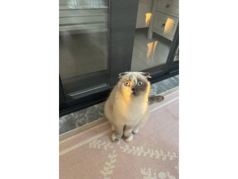 Scottish fold güzel kızım