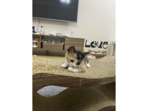 Gebzede yavru kedi