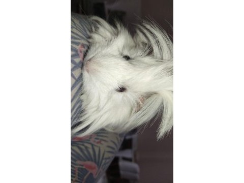 Dişi guinea pig
