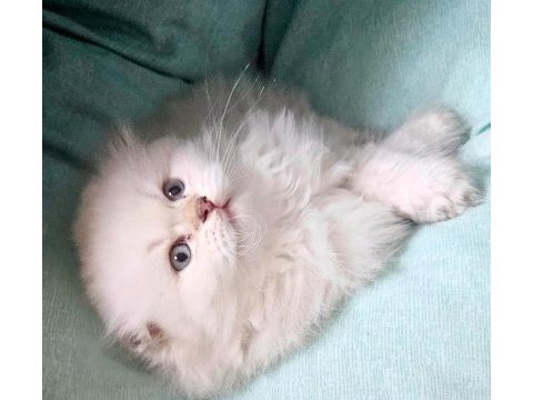 Muhteşem kan ve güzellikte british longhair yavrularımız
