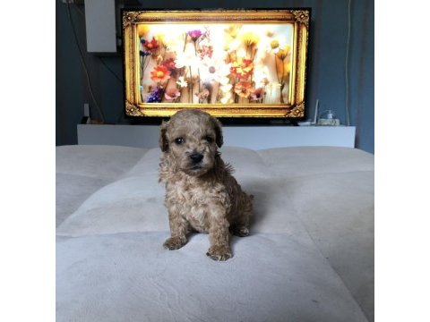 Irk garantili maltipoo yavrular