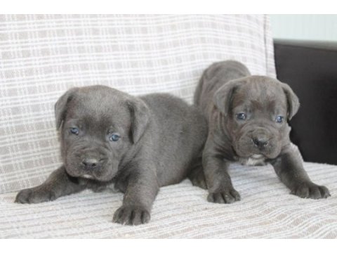 Benim cane corso köpeğim