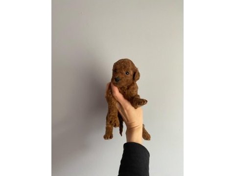 Red brown toy poodle
