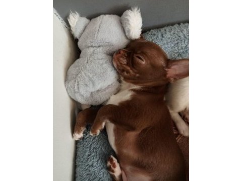 Çikolata erkek chihuahua