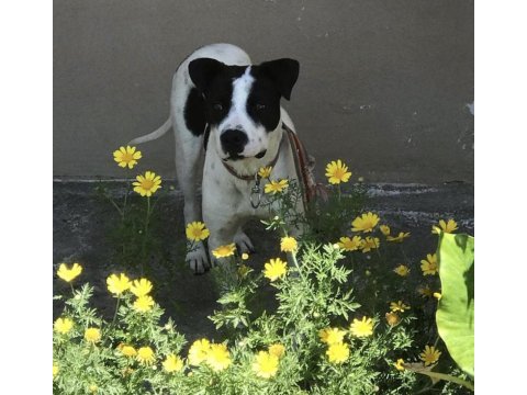 Hataydan depreminden getirdik köpek fazlalığı nedeniyle