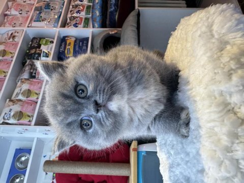 Top kafa kısa kulak safkan british shorthair