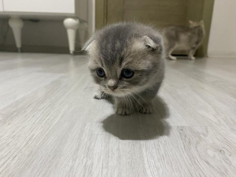 4 adet dişi erkek yavru kediler mevcut