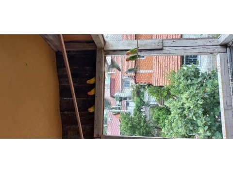 Sağlıklı sevda papağanı yavruları