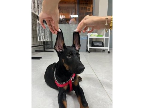 2.5 aylık dişi doberman aşıları yapılı karneli