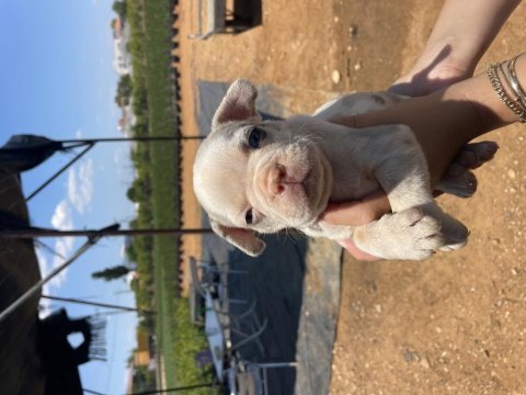2 aylık merle french bulldog sahiplendirilecek