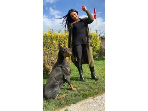 Şecereli doberman yavrularım