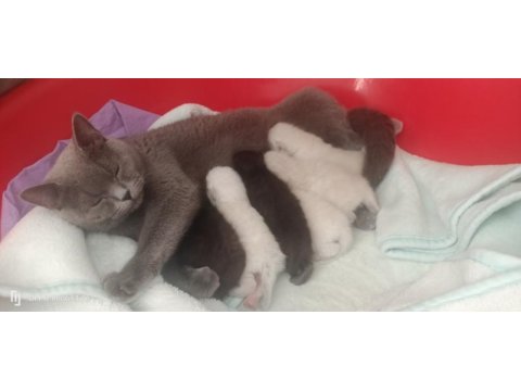 Anne british shorthair ve baba scottish fold