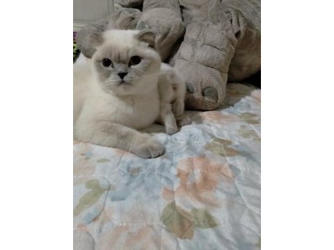 3 haftalık oyuncu scottish fold bebekler