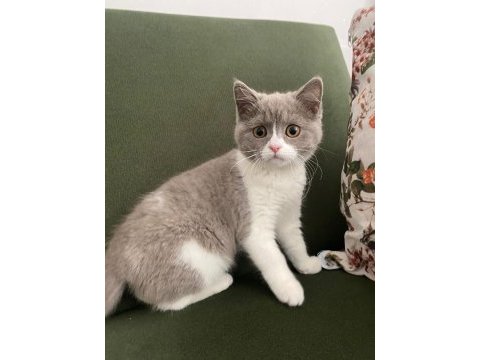 3 aylık british shorthair (fawn bicolor)