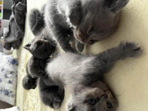 Saf kan british shorthair yavruları