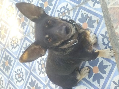 Fino 10 aylık erkek köpeğimiz