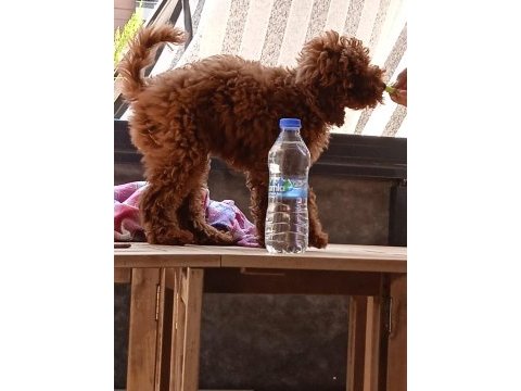 Kaliteli renklerde uygun poodle
