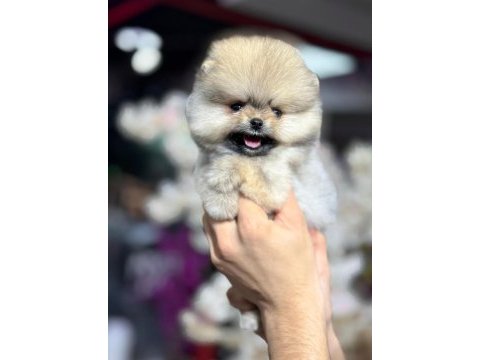 A kalite ırk sağlık garantili pomeranian boo yavrular