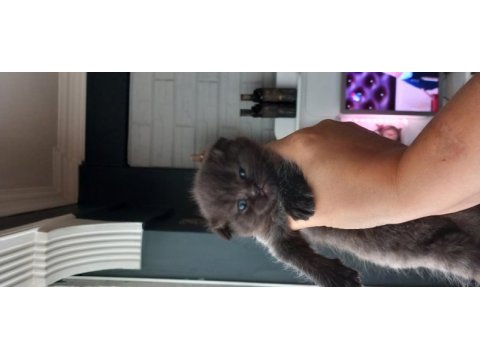 Kaliteli british shorthair yavrular