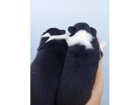 Irk ve sağlık garantili border collie bebeklerimiz