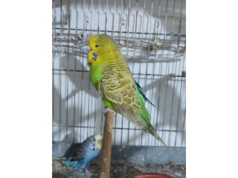 Jumbo ve show muhabbet kuşlar
