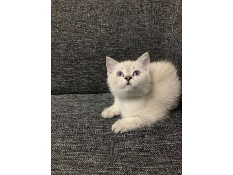 Sevimli cadı kedimiz yeni yuva arıyor