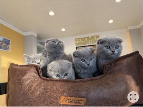 Oyuncak gibi scottish fold yavrular renk renk ankara