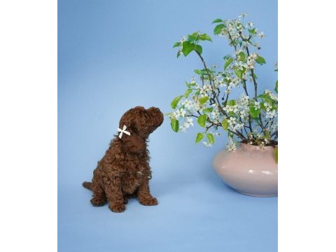 Irk garantili toy poodle yavruları 