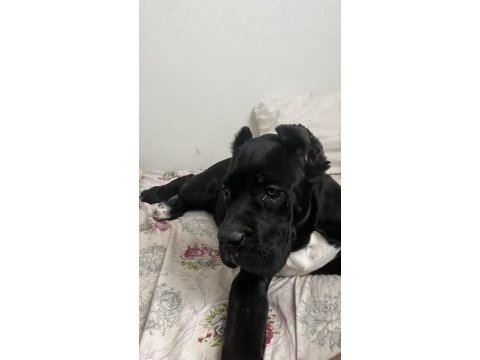 Şecereli anne babadan üst düzey cane corso yavrum