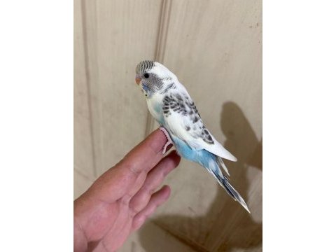31 günlük renk güzeli bebek kuşumuz