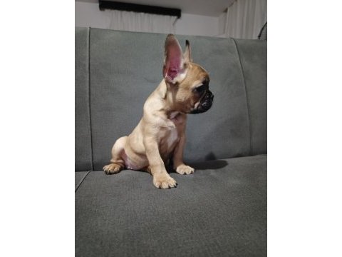 French bulldog dişi