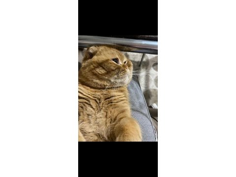 Scottish fold oğlumun çiftleşmesi için dişi arıyorum