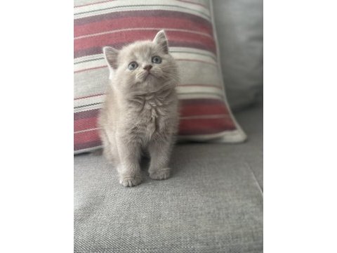 Safkan british shorthair bebeklerimize yuva arıyoruz