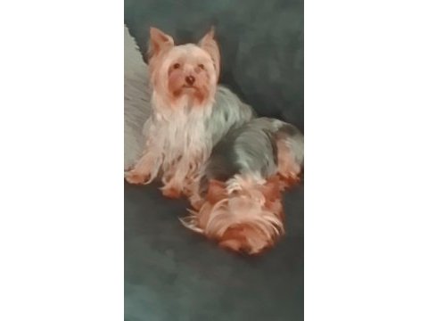 Yorkshire terrier can dostlara yuva arıyoruz