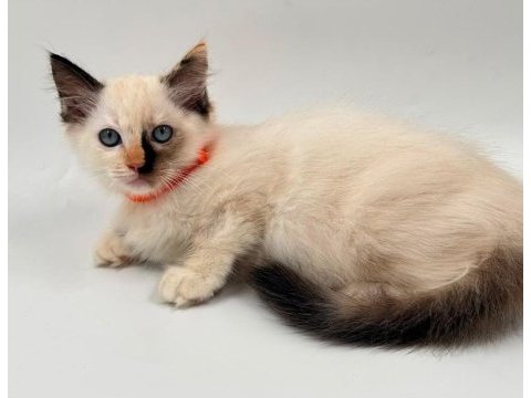 Ragdoll bebek kediler