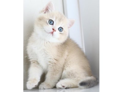 Gülen tontik british shorthair