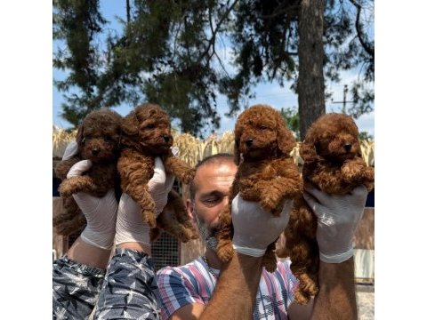 Toy poodle yavrularımız 