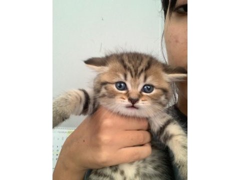 Scottish fold erkek