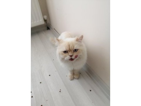 Ücretsiz sahiplendireceğim persian