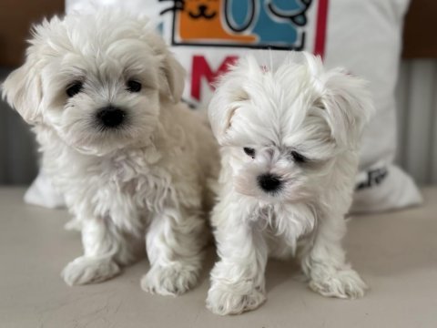 Show kalite  kore kan maltese yavrularımız