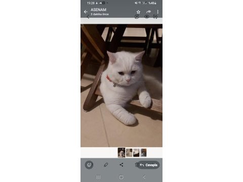 Asil ve yakışıklı british shorthair