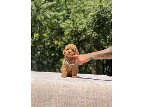 Çok sevimli ve oyuncu toy poodle yavrularımız