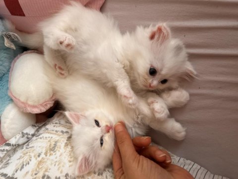 Scottish fold longhair kedisi