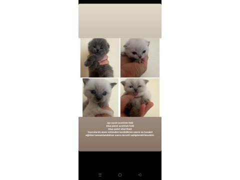 Safkan scottish fold yavrularım