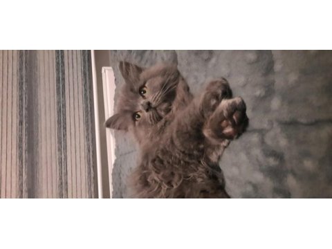 British longhair