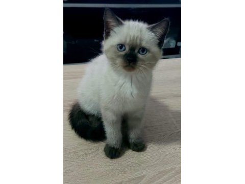 Point gurup kedimiz