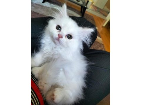 Yetişen alır hemen teslim british shorthair